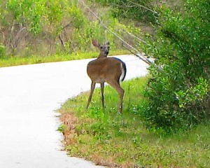 Lecanto Real Estate Wildlife