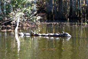 Dunnellon real estate, the Rainbow river wildlife.